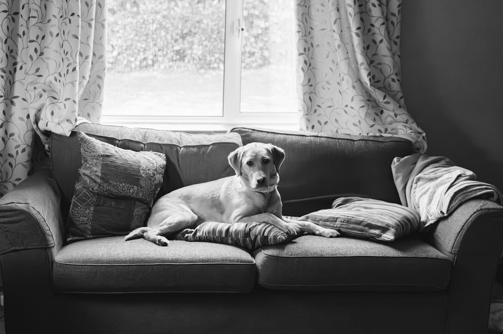 B&W Image of a dog on a sofa